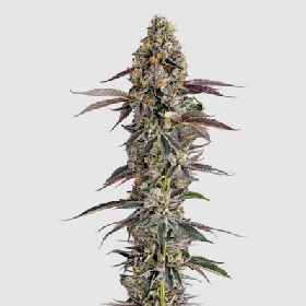 Platinum Mimosa Cookies Fast > Growers Choice