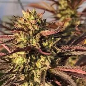 Punch & Cookies > Mamiko Seeds