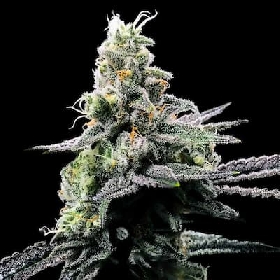 Purple Chocolope > DNA Genetics