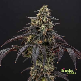 Purple Haze > Linda Seeds