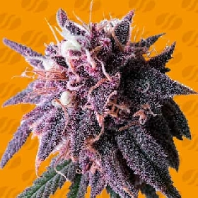 Purple haze > Original Sensible Seeds