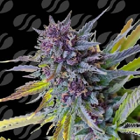 Purple Lemon Tree XL Auto > Original Sensible Seeds