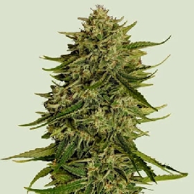 Quantum Terp F1 > Royal Queen Seeds