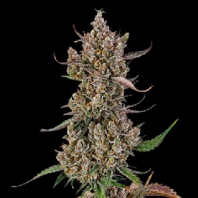Rainbow Breath Auto > Silent Seeds