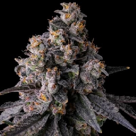 Rainbow Guavé > Compound Genetics Seeds