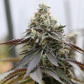 Rainbow Sherbert x Spritzer > Vision Seeds