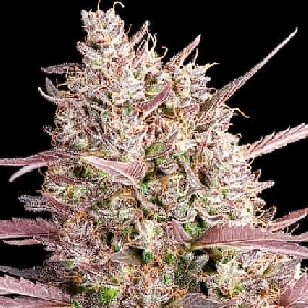 Red Line > Anesia Seeds
