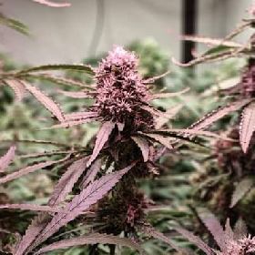 Ripper Haze x Runtz > Ripper Seeds