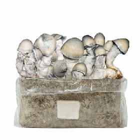 Ripple Rilla Easy Grow Bag > Zauberpilze
