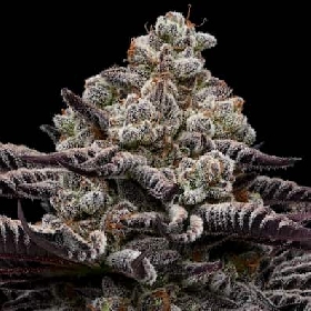 Rose Soda > Anesia Seeds