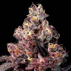 Rose Soda Auto > Anesia Seeds