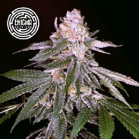 Rozay > Enigma Genetics