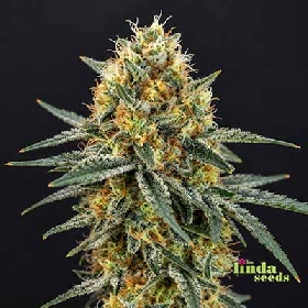 Runtz > Linda Seeds