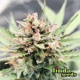 Runtz > Linda Seeds