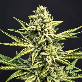 Runtz Muffin > Linda Seeds