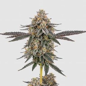 San Fernando Valley x The Purps > Growers Choice