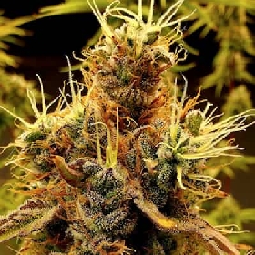 Scat Queen > Elev8 Seeds