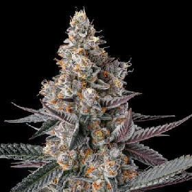 Shake Back > Compound Genetics Seeds