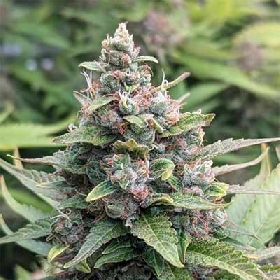 Sherbet Moonrocks > Original Sensible Seeds