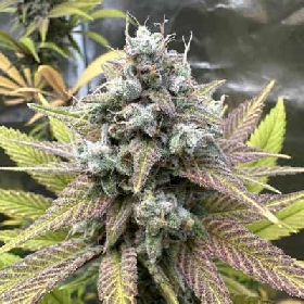 Slapz > Original Sensible Seeds