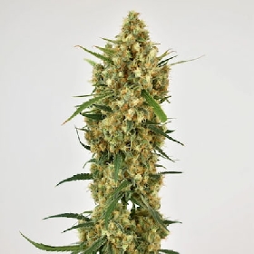 Snow Bud > Dutch Passion