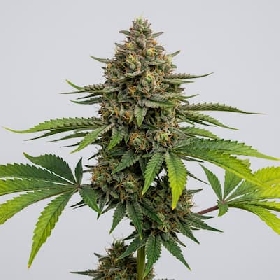 Sour Apple x Zkittlez > Tramuntana Seeds