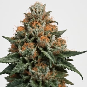 Sour Cookies > Mamiko Seeds