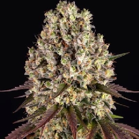 Sour Diesel > Barneys Farm