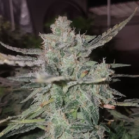 Stardawg Auto > Seed Stockers