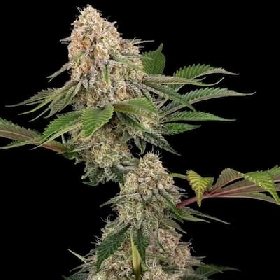 Sticky Berry Mints XXL > Sensi Seeds