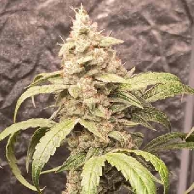 Stinky Dog Zkittles > Tramuntana Seeds