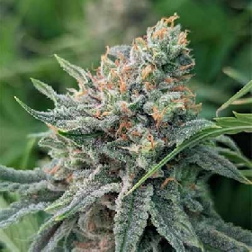 Strawberry Banana Fast > Original Sensible Seeds