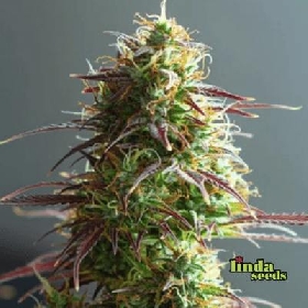 Strawberry Haze Auto > Linda Seeds