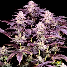 Strawberry Boof > Bask Triangle Farms