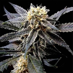 Strawnana Mints > Tramuntana Seeds