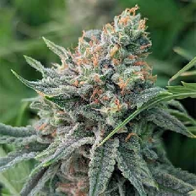 Strawnana > Tramuntana Seeds
