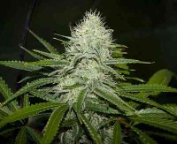 Sugar Loaf > Cannabiogen