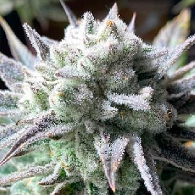 Suguz > R-Kiem Seeds