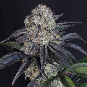 Sundae Frost Auto > Fast Buds Company