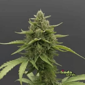 Sunset Sherbet > Linda Seeds