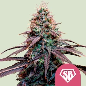 Super Boof > Royal Queen Seeds