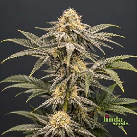 Super Lemon Haze > Linda Seeds