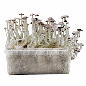Super Natalensis > Magic Mushrooms