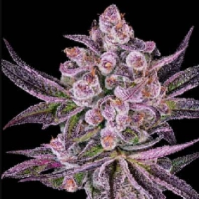 Super Boof X Motorbreath > Green House Seed Co