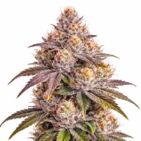 Super Boof x RS11 > Sweet-Seeds