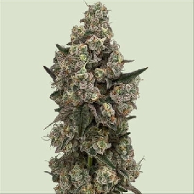 SuperSoda F1 > Royal Queen Seeds