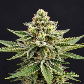 Sweet Cherry Pie > Linda Seeds