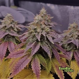 Sweet Cherry Pie > Linda Seeds