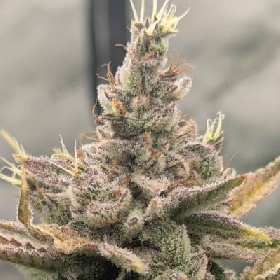 Sweet Peaks > Elev8 Seeds