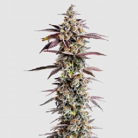 Tangerine Sherbet > Growers Choice